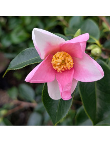 Camellia japonica Strawberry Swirl (7.5lt) Camellia japonica Strawberry Swirl (7.5lt)