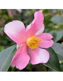 Camellia Strawberry Swirl (7.5lt) Camellia Strawberry Swirl (7.5lt)