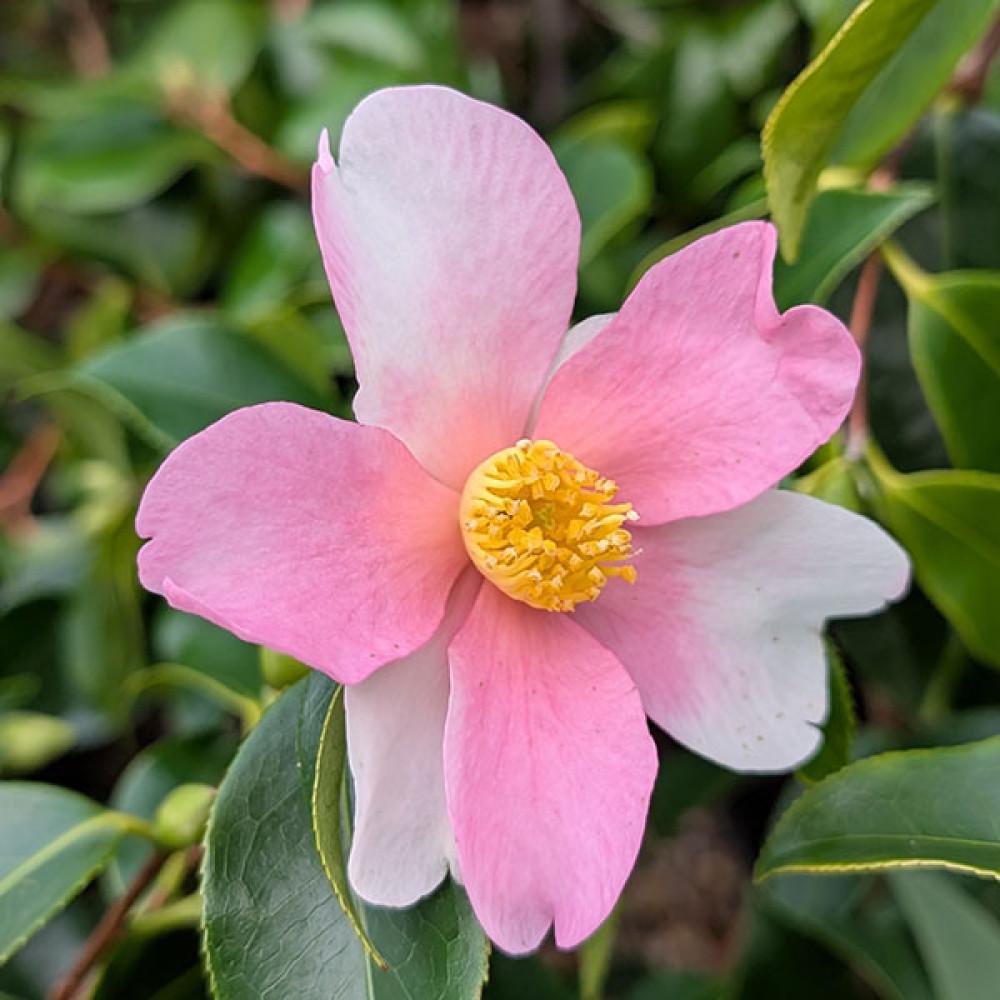 Camellia sasanqua Strawberry Swirl (3lt)