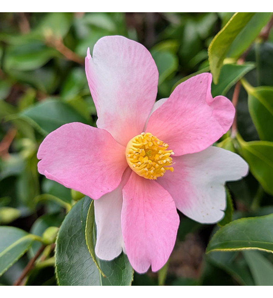 Camellia japonica Strawberry Swirl (7.5lt)