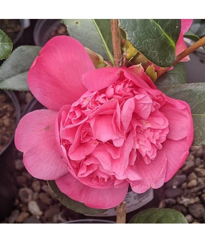 Camellia x williamsii Anticipation