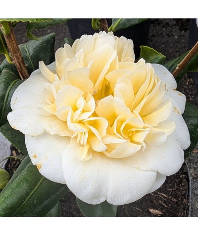 Camellia x williamsii Jurys Yellow (3lt)