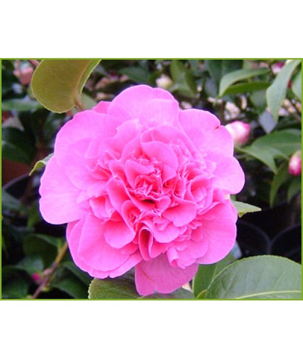 Camellia x williamsii Debbie (7.5lt) Camellia x williamsii Debbie (7.5lt)