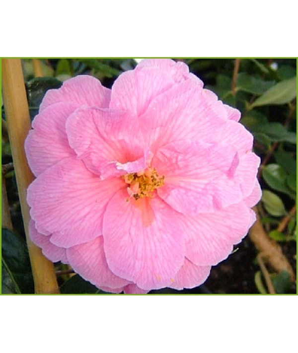 Camellia x williamsii Donation (3lt) Camellia x williamsii Donation (3lt)
