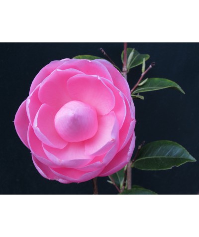 Camellia x williamsii E.G.Waterhouse (3lt)