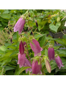 Campanula punctata Cherry Bells (1lt) Campanula punctata Cherry Bells (1lt)