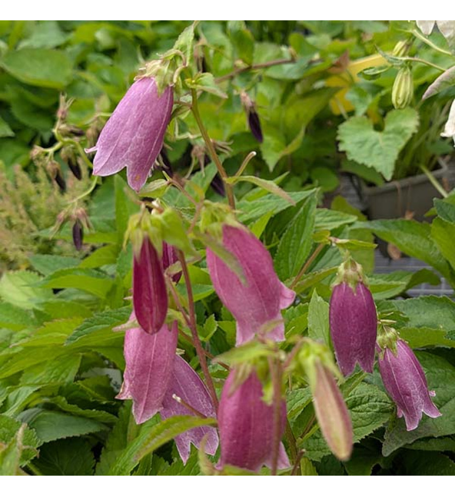 Campanula punctata Cherry Bells (1lt)