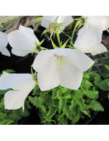 Campanula carpatica White (9cm)