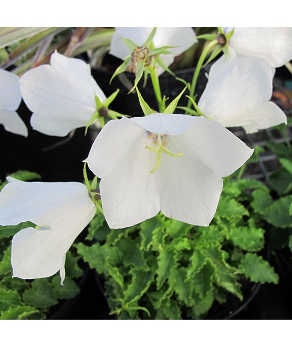 Campanula carpatica White Uniform (1lt)