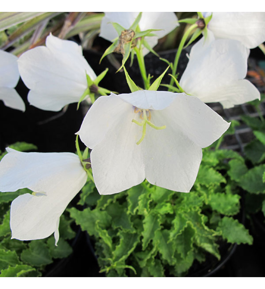 Campanula carpatica White (9cm)