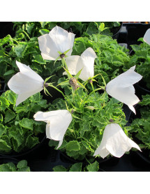 Campanula carpatica White (9cm)