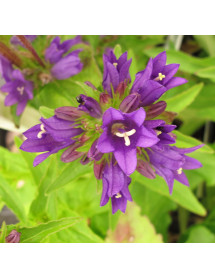 Campanula glomerata Acaulis (1lt)