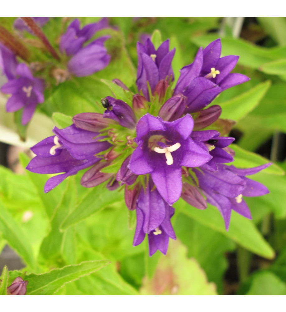 Campanula glomerata Acaulis (1lt)
