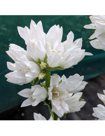Campanula glomerata alba (1lt)