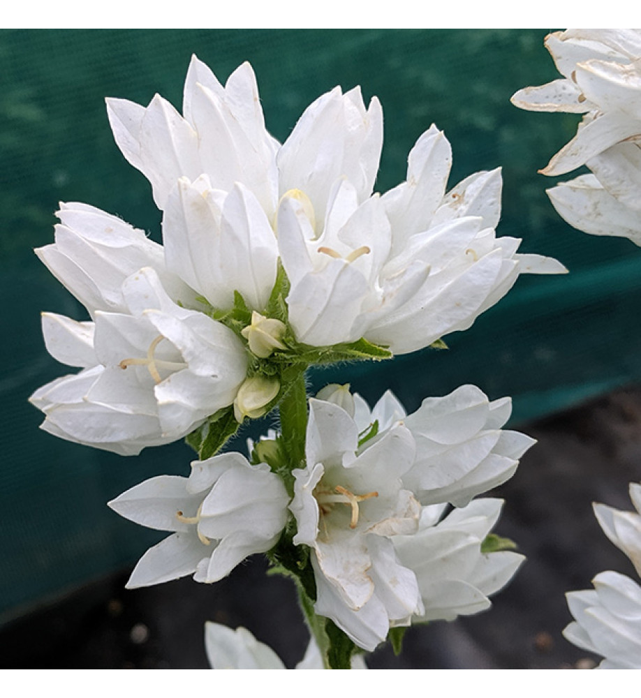 Campanula glomerata alba (1lt)
