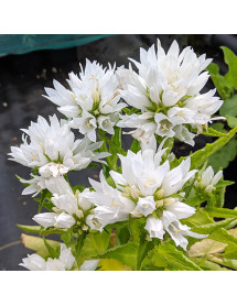 Campanula glomerata Genti White (1lt)