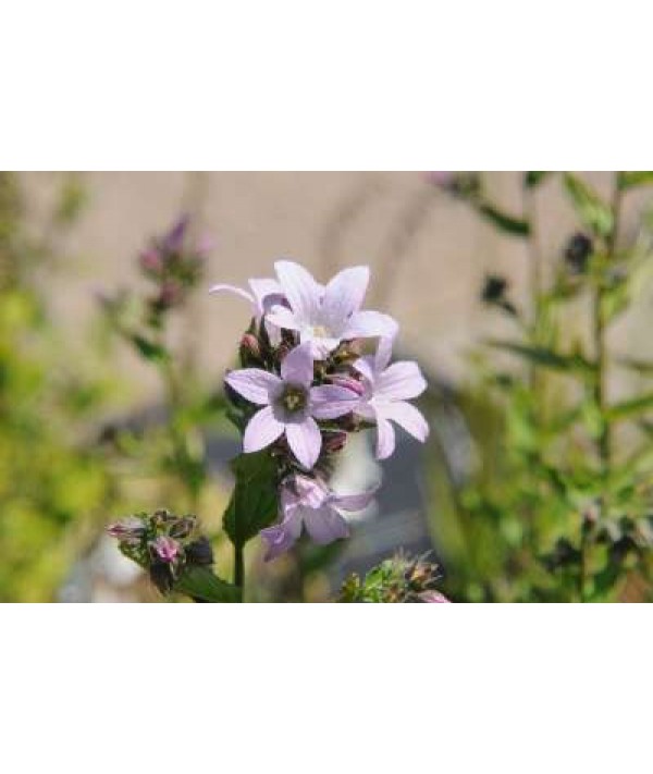 Campanula lactiflora Loddon Anna (1lt)