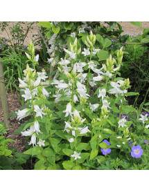 Campanula latifolia var. macrantha Alba (1.5lt)
