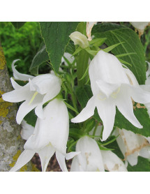 Campanula latifolia var. macrantha Alba (1.5lt)