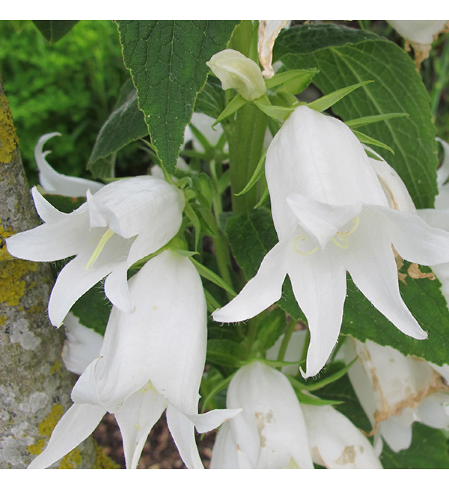 Campanula latifolia var. macrantha Alba (1.5lt)