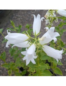 Campanula latifolia var. macrantha Alba (1lt) Campanula latifolia var. macrantha Alba (1lt)