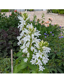 Campanula latifolia var. macrantha Alba (1.5lt)