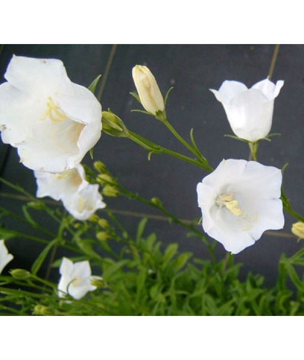 Campanula persicifolia alba (White) (1lt)