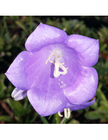 Campanula persicifolia Takion Blue (0.8lt)