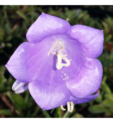 Campanula persicifolia Takion Blue (0.8lt)