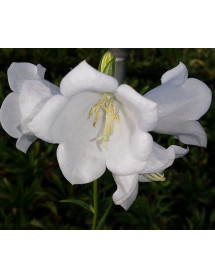 Campanula persicifolia Takion White (0.8lt)