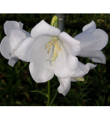 Campanula persicifolia Takion White (0.8lt)