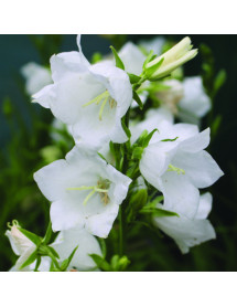 Campanula persicifolia Takion White (0.8lt)