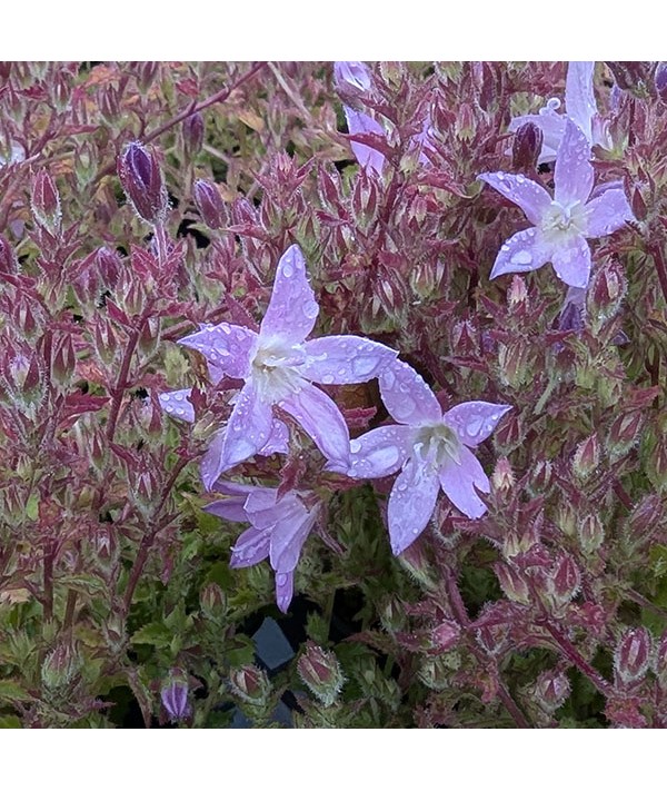 Campanula poscharskyana Pinkins (1.5lt)