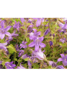 Campanula portenschlagiana (1lt)