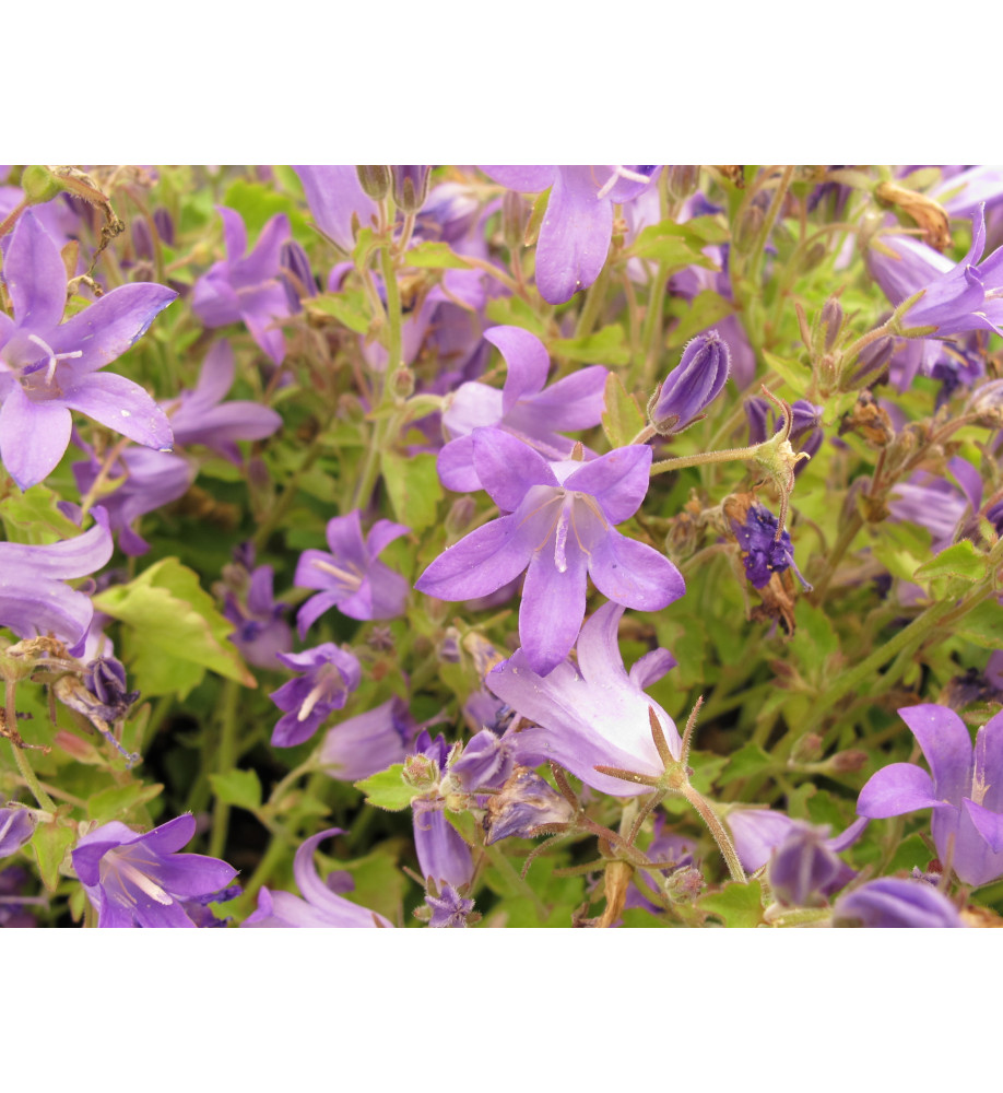 Campanula portenschlagiana (1lt)