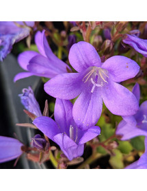 Campanula portenschlagiana Resholdt's Variety (9cm)