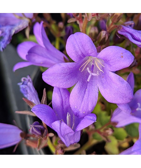 Campanula portenschlagiana Resholdt's Variety (9cm) Campanula portenschlagiana Resholdt's Variety (9cm)