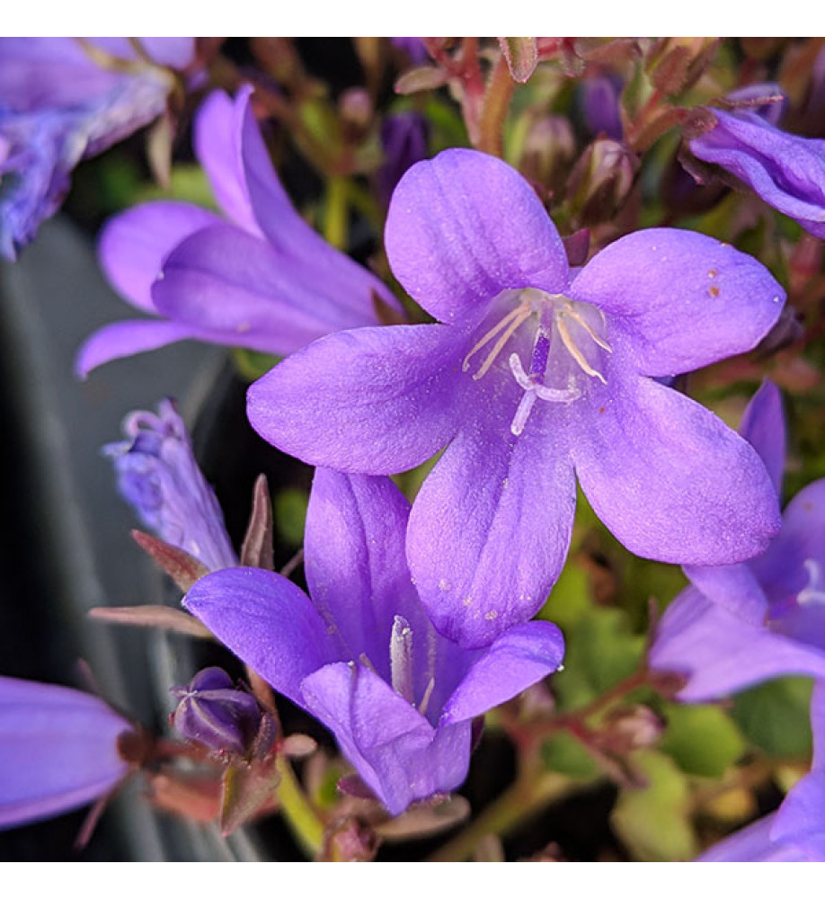 Campanula portenschlagiana Resholdt's Variety (9cm)