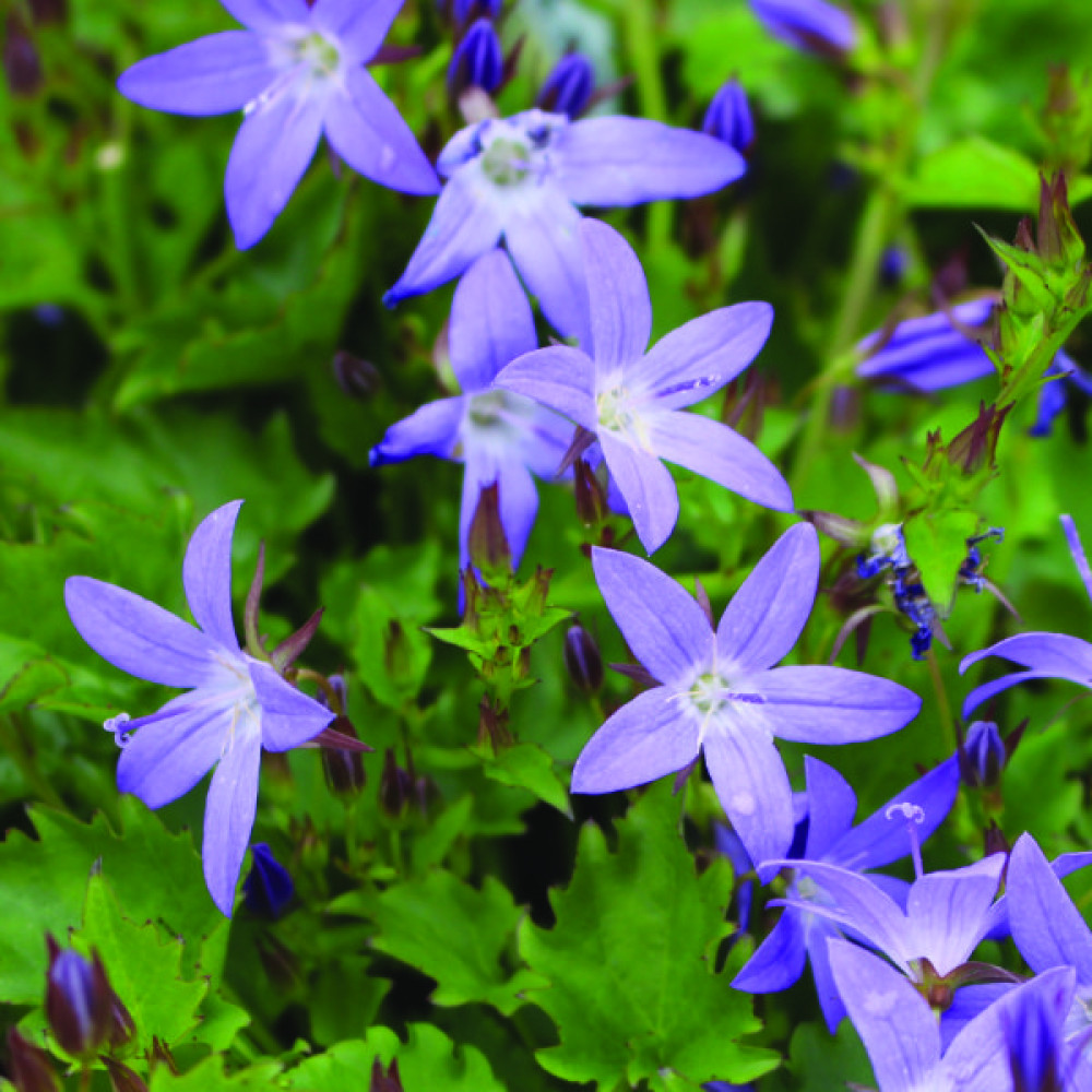 Campanula poscharskyana Stella (1lt)