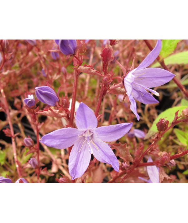 Campanula poscharskyana Blue waterfall (1lt) Campanula poscharskyana Blue waterfall (1lt)