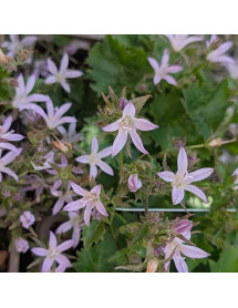 Campanula poscharskyana Lilac Sky (1lt) Campanula poscharskyana Lilac Sky (1lt)