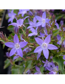 Campanula poscharskyana Stella (1lt) Campanula poscharskyana Stella (1lt)
