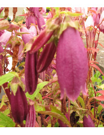 Campanula punctata rubriflora (1lt)