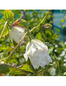 Campanula punctata Wedding Bells (1lt) Campanula punctata Wedding Bells (1lt)