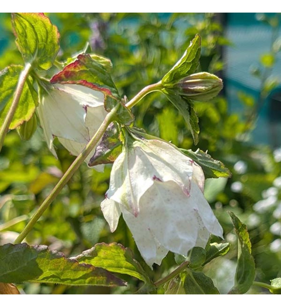 Campanula punctata Wedding Bells (1lt)