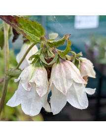 Campanula punctata Wedding Bells (1lt)