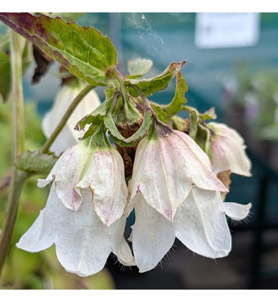 Campanula punctata Wedding Bells (1lt)