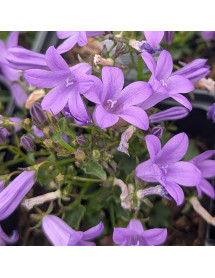 Campanula portenschlagiana Resholdt's Variety (9cm)