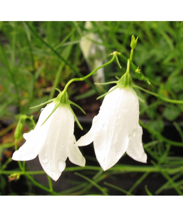 Campanula rotundifolia White Gem (1lt)