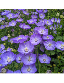 Campanula Samantha (1lt)